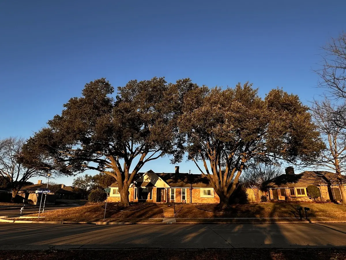 Established residential canopy tree shading a home in Annandale